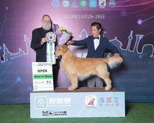 明星网红开犬舍,打造潮流犬舍，引领宠物风尚