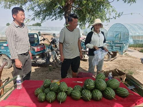 中牟吊瓜今日价格表,行情波动一览