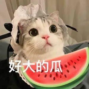 网红吃瓜爆料秃崽视频在线观看,秃崽视频在线观看，吃瓜群众热议幕后真相