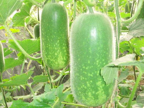 恩施热门大瓜种植地区,探寻绿色生态农业新亮点