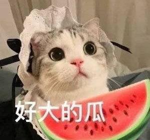 网红狗哥爆料吃瓜事件真相,吃瓜事件背后的真相大起底