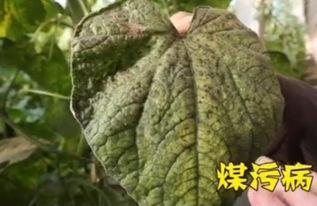 毛瓜叶片头有点黑可以吃吗,食用安全解析