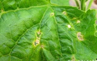 毛瓜叶片头有点黑可以吃吗,食用安全解析