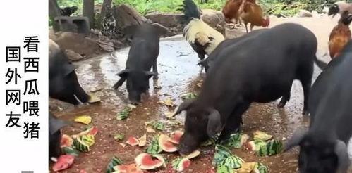 羊村吃瓜爆料是真的吗知乎,真相还是谣言？揭秘知乎热议事件