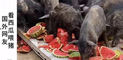 羊村吃瓜爆料是真的吗知乎,真相还是谣言？揭秘知乎热议事件