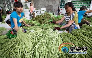 今日三亚瓜菜价格,新鲜直供，实惠之选