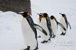 企鹅吃瓜爆料是真的吗知乎,真相还是谣言？揭秘知乎热议事件