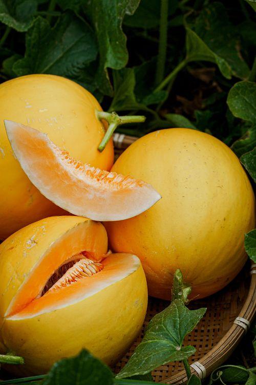 黑蜜瓜8岁女孩可以吃吗