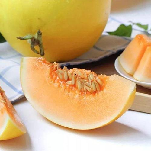 黑蜜瓜8岁女孩可以吃吗