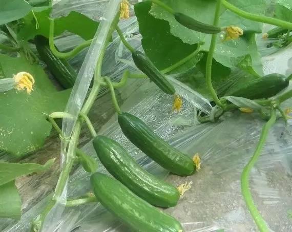 海南水果黄瓜吊瓜今日价格,新鲜采摘，实惠之选