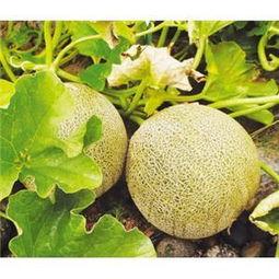 今日兰州白兰瓜价格走势,今日市场行情解析