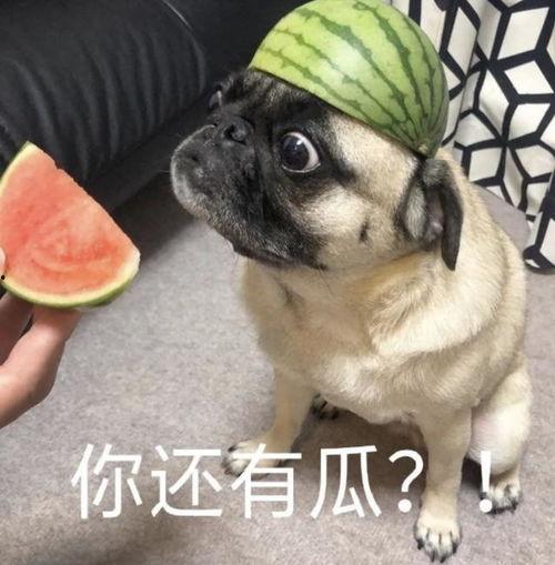 今日份吃瓜现场表情包,吃瓜群众表情包大集合