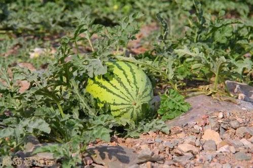 今日宁夏硒砂瓜产地天气,瓜香四溢迎丰收”