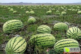今日宁夏硒砂瓜产地天气,瓜香四溢迎丰收”
