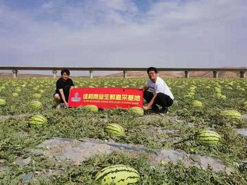 今日宁夏硒砂瓜产地天气,瓜香四溢迎丰收”