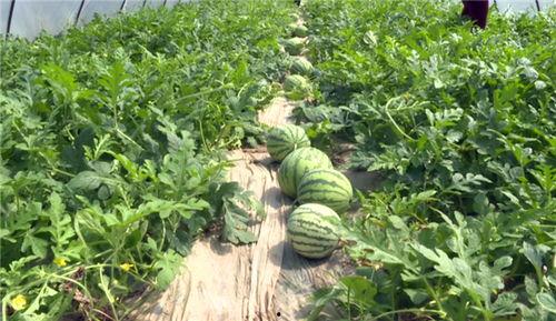 近期热门吃瓜事件滁州