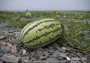 江西南昌今日热瓜价格,新鲜上市，价格波动一览