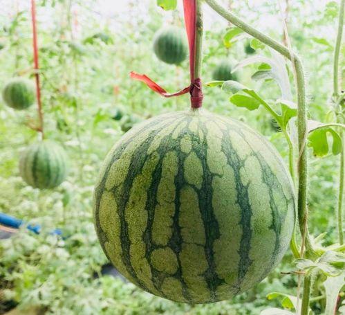 保山吃瓜最新事件爆料是真的吗,最新爆料真相揭秘